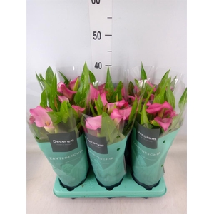 Zantedeschia  'Zazu'