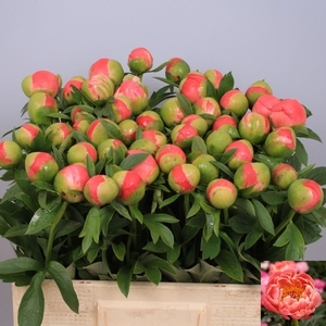 PAEO  CORAL CHARM