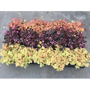 OXALIS VULCANICOLA P10,5