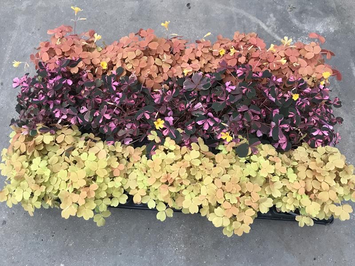 OXALIS VULCANICOLA P10,5