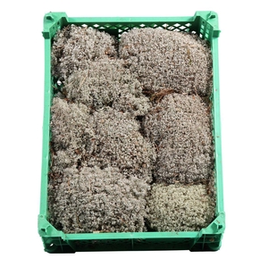 Zilvermos Plastic