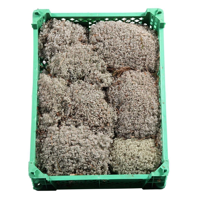 <h4>Zilvermos Plastic</h4>