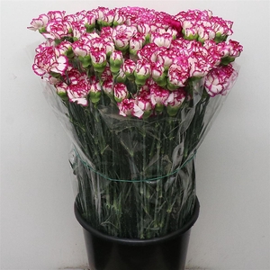 Di St Kino White Purple Edge