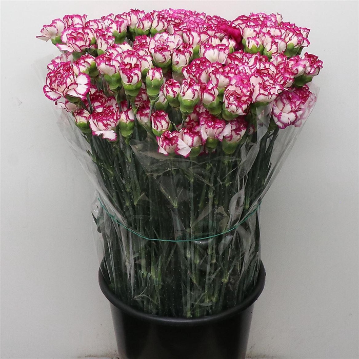 <h4>Di St Kino White Purple Edge</h4>