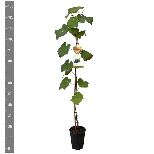 <h4>Vitis vinifera 'Early Campbell' (druif blauw)</h4>