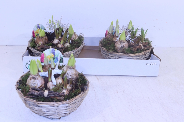 <h4>ARR BOL KNOLGEWAS</h4>