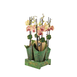 Signature Golden Nature Cover Phal Bambi 2T16+