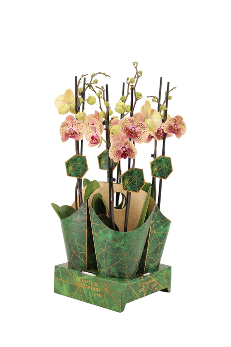 <h4>Signature Golden Nature Cover Phal Bambi 2T16+</h4>