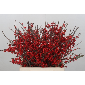 Ilex Verticillata Red