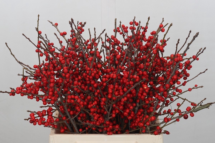 <h4>Ilex Verticillata Red</h4>