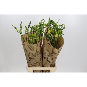 Freesia One Yellow XXL