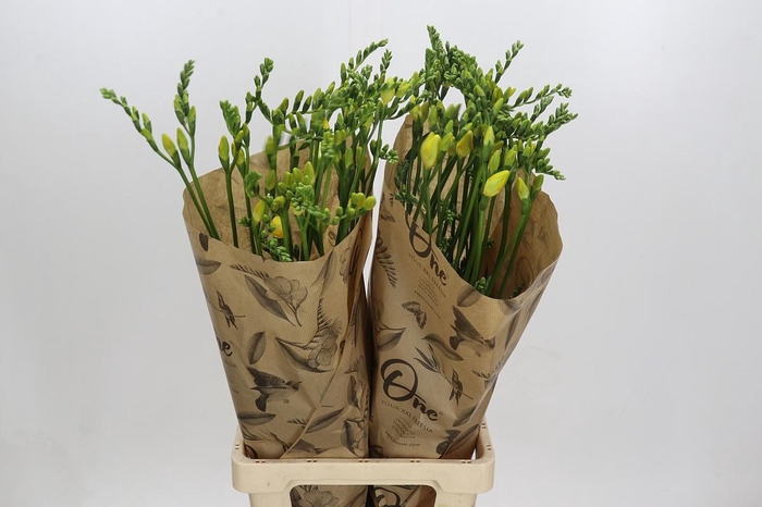 Freesia One Yellow XXL