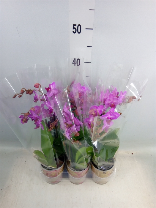 <h4>Phalaenopsis  'Ant Rotterdam'</h4>