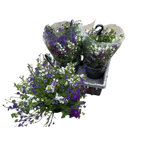 HANGING BASKETS