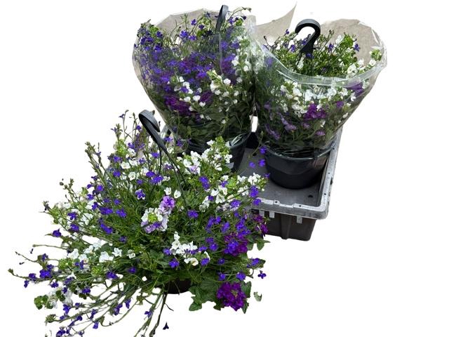 <h4>HANGING BASKETS</h4>