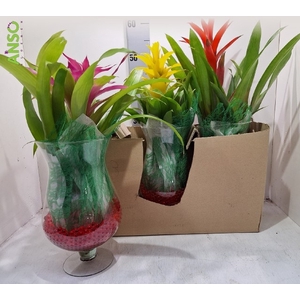 ARR GUZMANIA