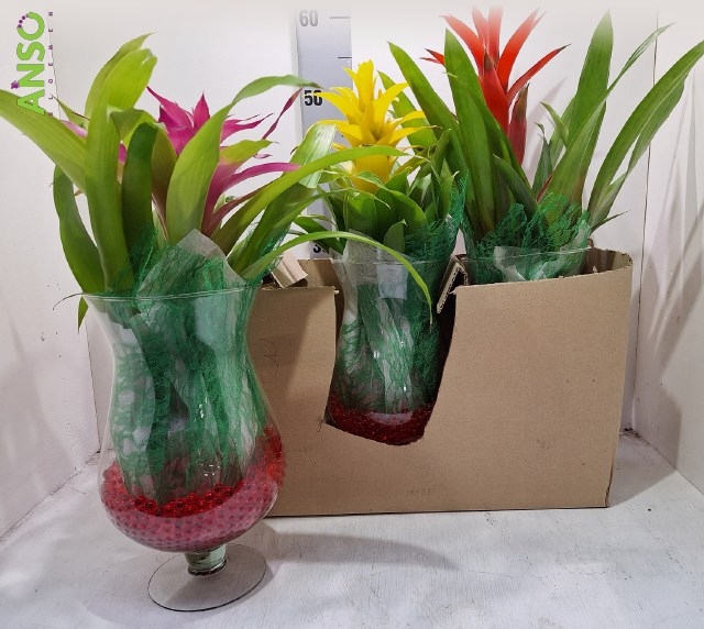 ARR GUZMANIA