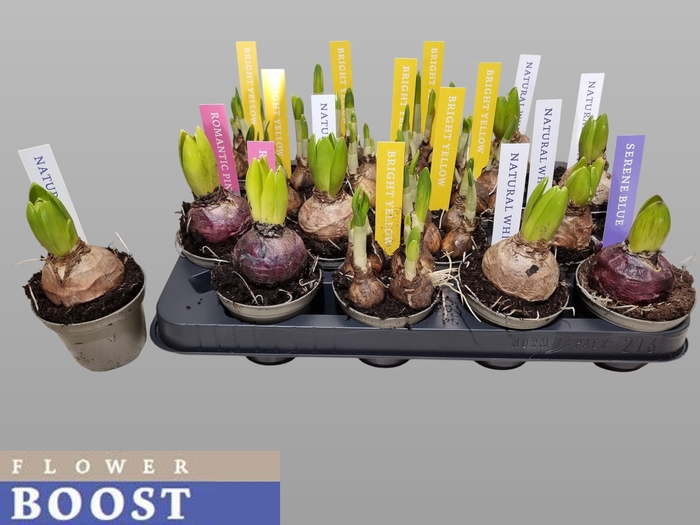 <h4>BOLBLOEMEN GEM</h4>