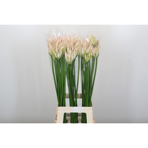 Nerine Bicolor Bionce