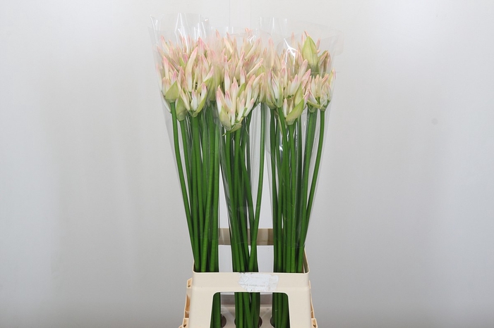Nerine Bicolor Bionce
