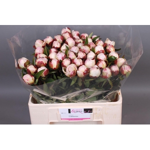 Paeonia Gardenia | Heavy Quality