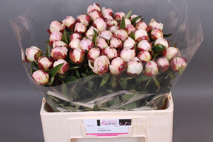 <h4>Paeonia Gardenia | Heavy Quality</h4>