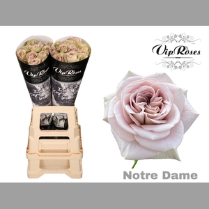 R GR NOTRE DAME+ x20