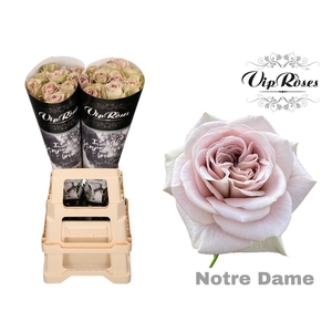 R Gr Notre Dame+ X20