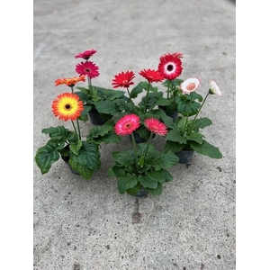 GERBERA-HYBRID P12 1-2 BL