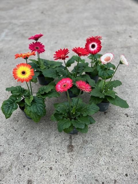 <h4>GERBERA-HYBRID P12 1-2 BL</h4>