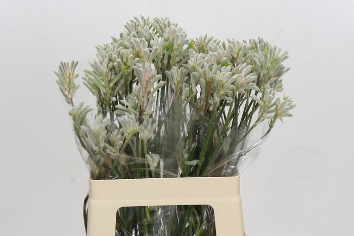 Anigozanthos Bush Diamond