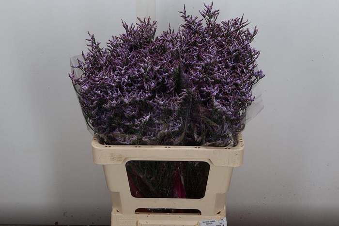 <h4>Lim Saf Lilac 60/20</h4>
