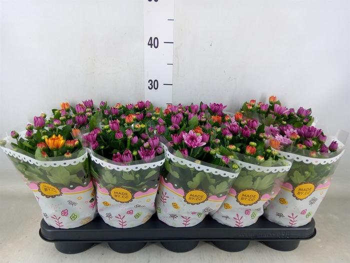 <h4>Chrysanthemum  'Mnt Aubisq'  ..mx/p</h4>