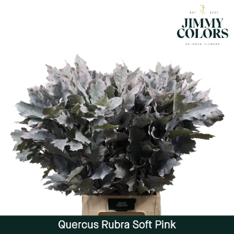 <h4>Quercus Rubra L80 Klbh. licht roze</h4>