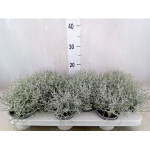 Leucophyta     [Calocephalus]