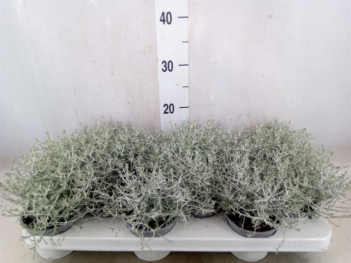 <h4>Leucophyta     [Calocephalus]</h4>