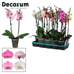 Phalaenopsis 2 tak 18+ mix lang (Decorum)