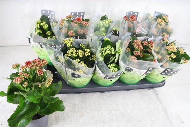 <h4>KAL GE GEM 4 KL</h4>