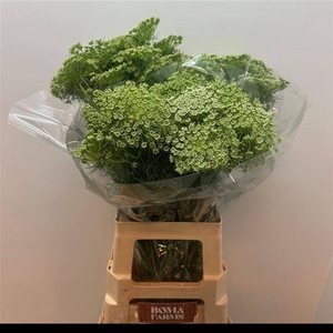 AMMI VIS CASABLANCA