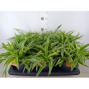 Chlorophytum com. 'Ocean'