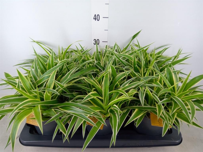 <h4>Chlorophytum com. 'Ocean'</h4>