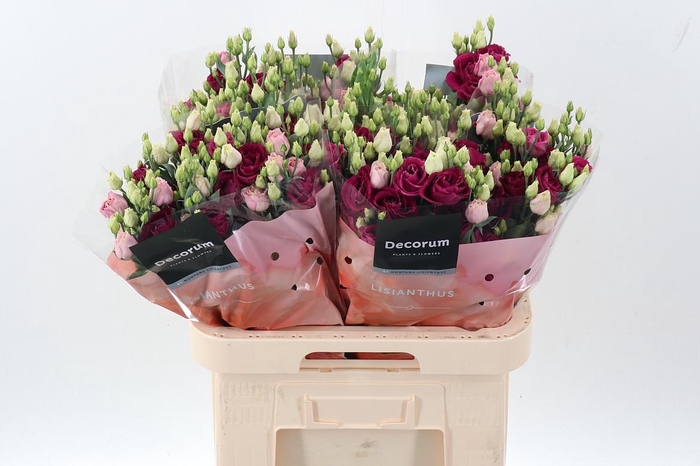 <h4>Eus G Rosi Red</h4>