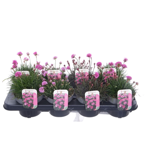 <h4>Armeria maritima mix laat</h4>