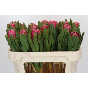 Protea Brenda