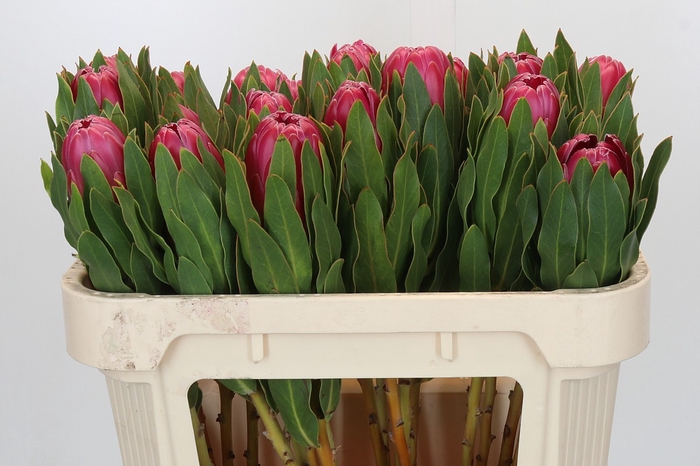 Protea Brenda