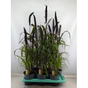 Pennisetum glauc. 'Purple Baron'