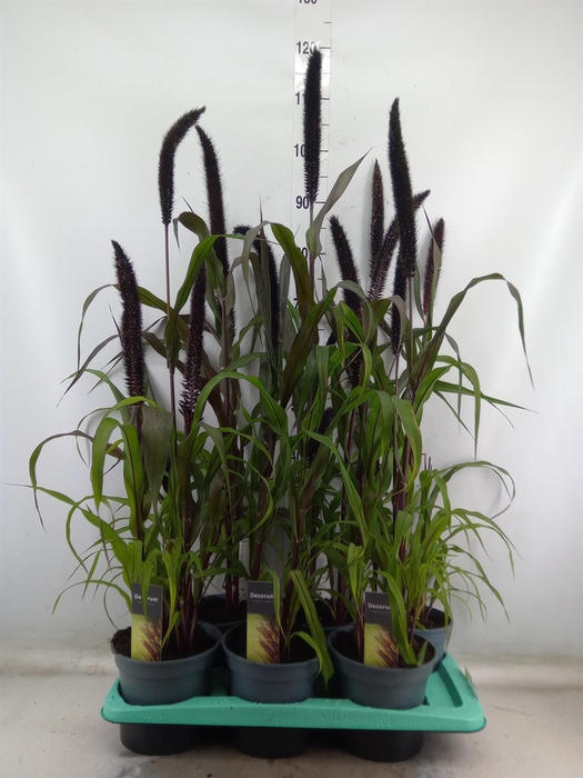 <h4>Pennisetum glauc. 'Purple Baron'</h4>