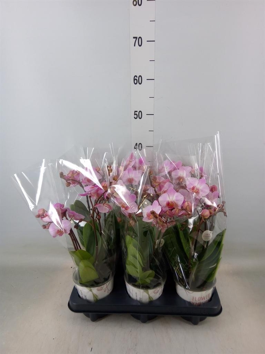 <h4>Phalaenopsis multi. 'Ant Antwerp'</h4>