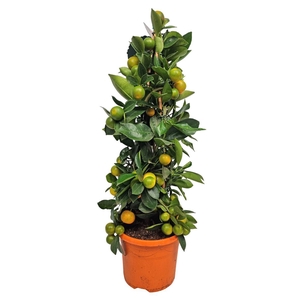 CITR MICROCARPA