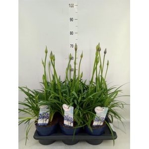 Agapanthus  'Amourette Shock Blue'